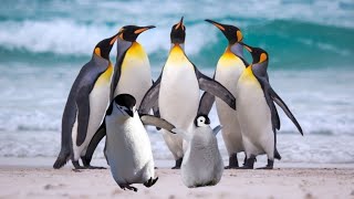 Funny penguinsFunny Videos 2022 | It's impossible not to laugh with them