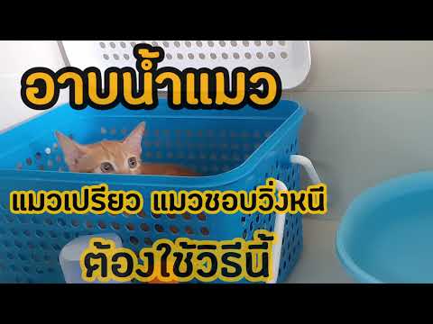 เทคนิคอาบน้ำแมวที่ชอบวิ่งหนี กลัวการอาบน้ำและกลัวไดร์