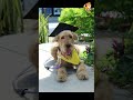 Sounds | S2367 #cute #cutedog #dog #cutedog #dogs #cute #shorts #youtubeshorts #tiktok #puppy #pet