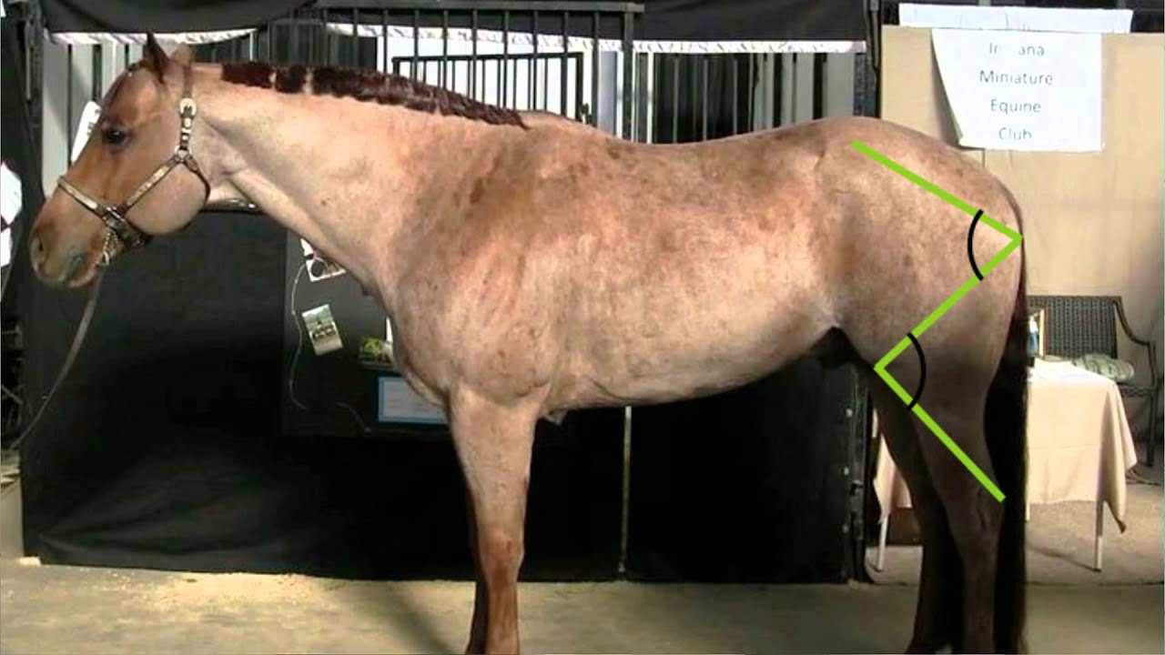 The Good Ride >> Evaluating Horse Conformation - YouTube The Good Ride >> Evaluating Horse Conformation - YouTube