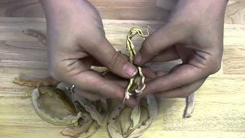 How to Shell Dried Beans - Organic Gardening Magazine