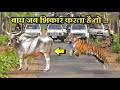 बाघ के बारे मे 12 ऐसी बाते जो शायद ही आप जानते होंगे । 12 FACTS ABOUT TIGER AND Sabretooth Tiger.