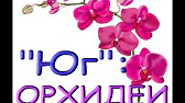 Орхидеи,узамба́рские фиалки,Самара🌺