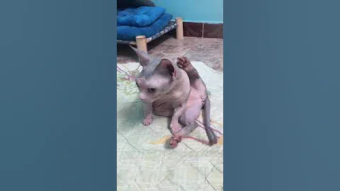 Video 2876731: sphynxcat cutecat, cute sphynxcats, sphynx cute animals, cat lovers
