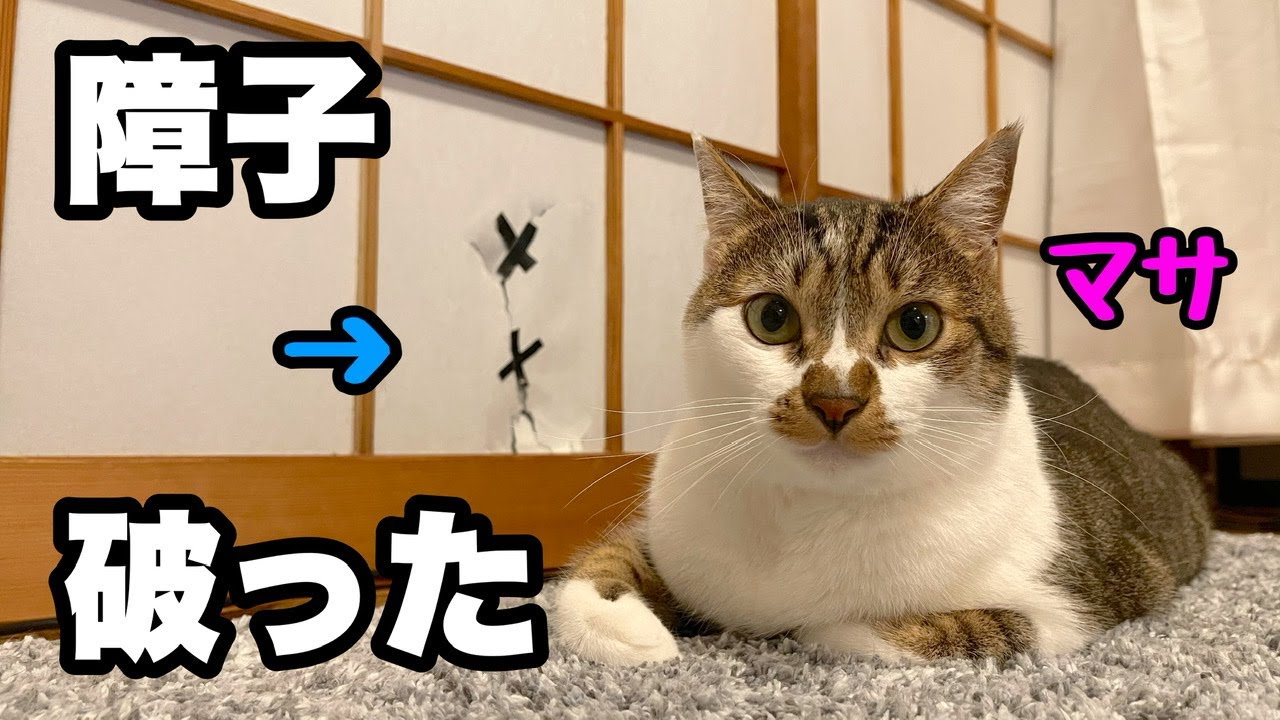 まあたねこを ねこ no.134 (NEKO MOOK) | ねこ編集部 |本 | 通販 | Amazon
