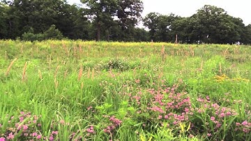 Birdsong on the Prairie at Sunset