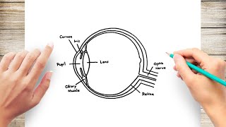 How to Draw Human Eye Diagram Easy Step