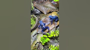 Ếch phi tiêu siêu độc