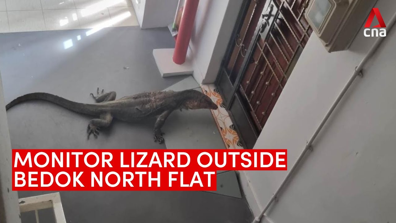Monitor Lizard Seen In Bedok North HDB Block YouTube Monitor Lizard Seen In Bedok North HDB Block YouTube