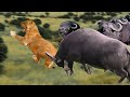 Angry Buffalo herd kills Lion who attack the baby, Wild Animals Attack