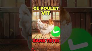 Ce POULET a vécu 18 MOIS SANS TÊTE 🐓