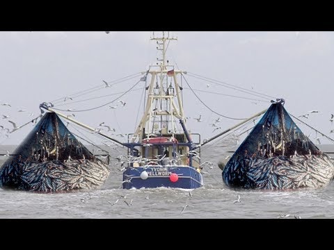 FiFace shieldng Boat Trawler Two Fishermen a Big Catch