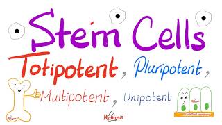Stem Cells Types (Totipotent, Pluripotent, Multipotent, and Unipotent) | Teratogens | Biology