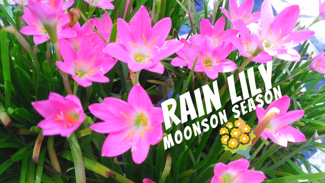 How to Grow and Plants Rain Lily Flowers in Containers | veggies home