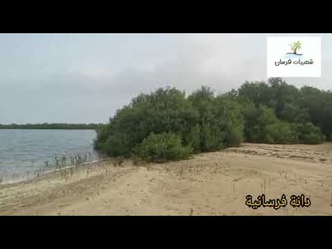 دانه فرسانيه كلمات الشاعر عمر عقيلي يرحمه الله غناء محمد مفتاح تصوير ومونتاج عثمان حمق