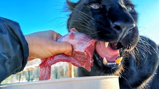 картинка: Пантера Луна сегодня вредничает 🙈😸