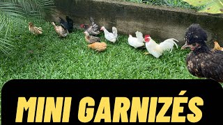 Mini Garnizés Mostrando Todos Garnizes Da Criação