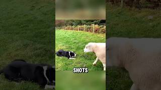 Border Collie Outsmarts Two Rebel Sheep#BorderCollie | #Sheep | #SheepdogHerding