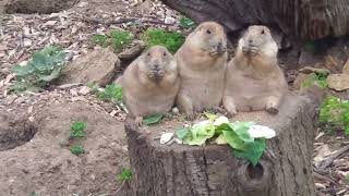 Prairie Dogs, Feeding time. ( 3 Big Ounces )