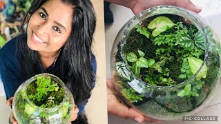 Terrarium ഉണ്ടാക്കി വിറ്റ്‌ ക്യാഷ്💰ഉണ്ടാകാം 🤩#terrarium #trending #craft #art #diy #viral #youtube