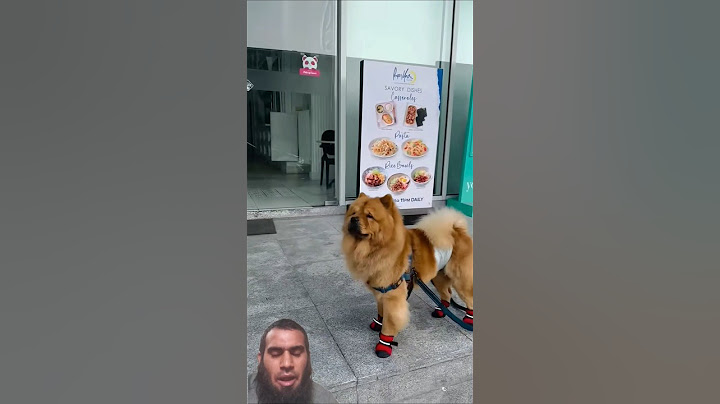 Lady Plays Hide and Seek with Her Dog
