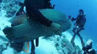 mysterious Humphead Wrasse Which Frisks Like A Dogpalau