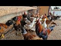 PARTI 2 VANIO DA FEIRA DAS GALINHAS MOSTRANDO AS NOVIDADES DA FEIRA DA FUMAGEIRA #nordeste