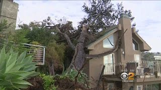 Strong Winds Uproot Trees In Orange County