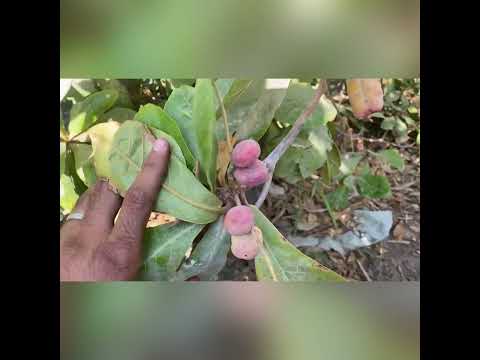 زراعة اللوز من البذره للثمره