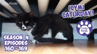 ICYMI Caturday! * Lucky Ferals S4 Episodes 160  169 * Cat Videos Compilation