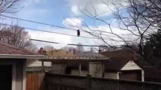 Енот идет по проводам в США от дома к дому(Clever little raccoon walking across some phone wires., 2013-04-11T07:30:33.000Z)