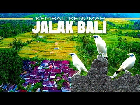 TERKEJUT..!! TERNYATA WARGA DISINI HIDUP BERDAMPINGAN DENGAN JALAK BALI..