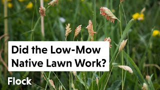 LOW-MOW NATIVE LAWN: Success or Failure? - Ep. 115