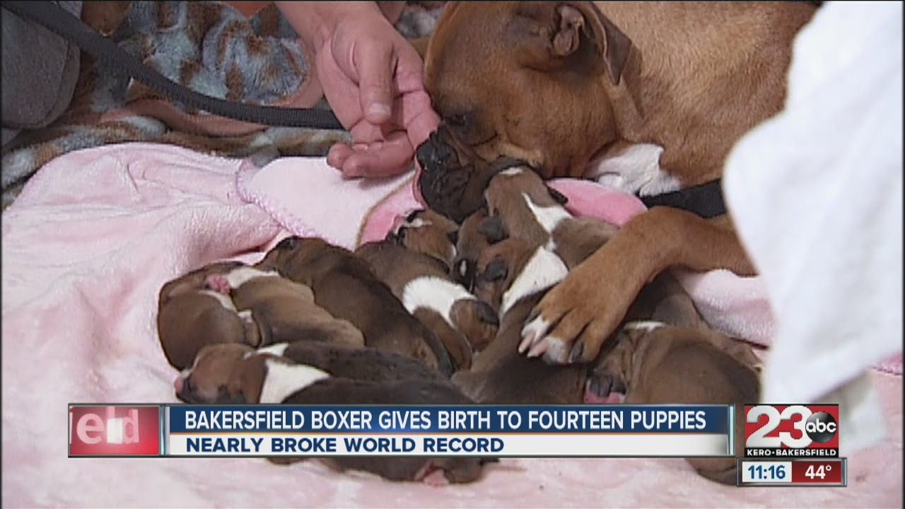 Bakersfield Boxer Gives Birth to 14 puppies - YouTube