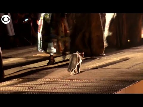 WEB EXTRA: Cat Walks Runway