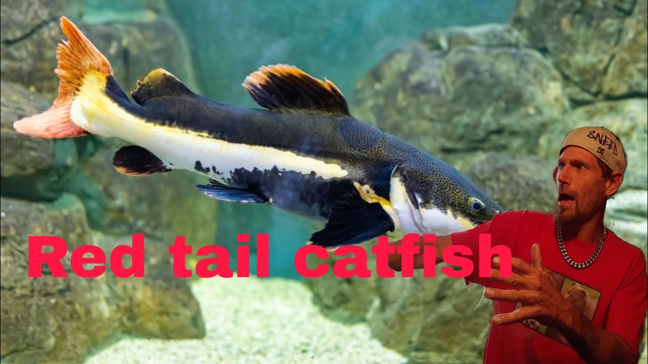 Red tail catfish tank move. YouTube