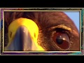 Daniel Robles - El Condor Pasa (Даниэль Роблес - Полет кондора) 1080p