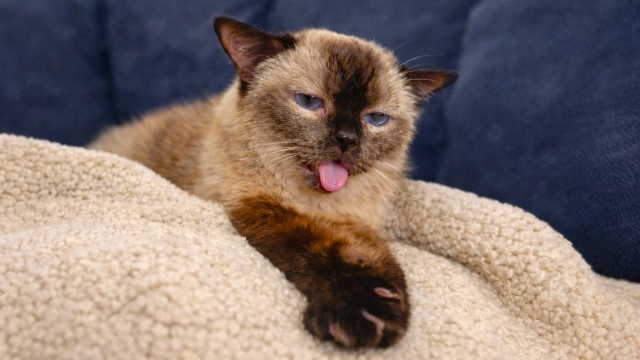 This Is Your Daily Dose of Cats! Day 53