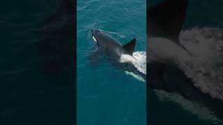 Massive Killer Whale