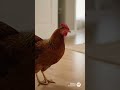 Chicken dance 🕺🪩