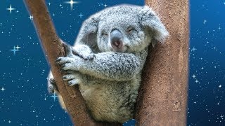 Sleep Meditation for Kids | THE CUDDLY KOALA | Bedtime Stories for Children