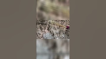 Bắt Hai Con Cá Thòi Lòi To Khu Rừng Mắm #shots