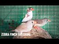 Australian zebra finch _ Finch bird video_ wonderful video _ Birds flying