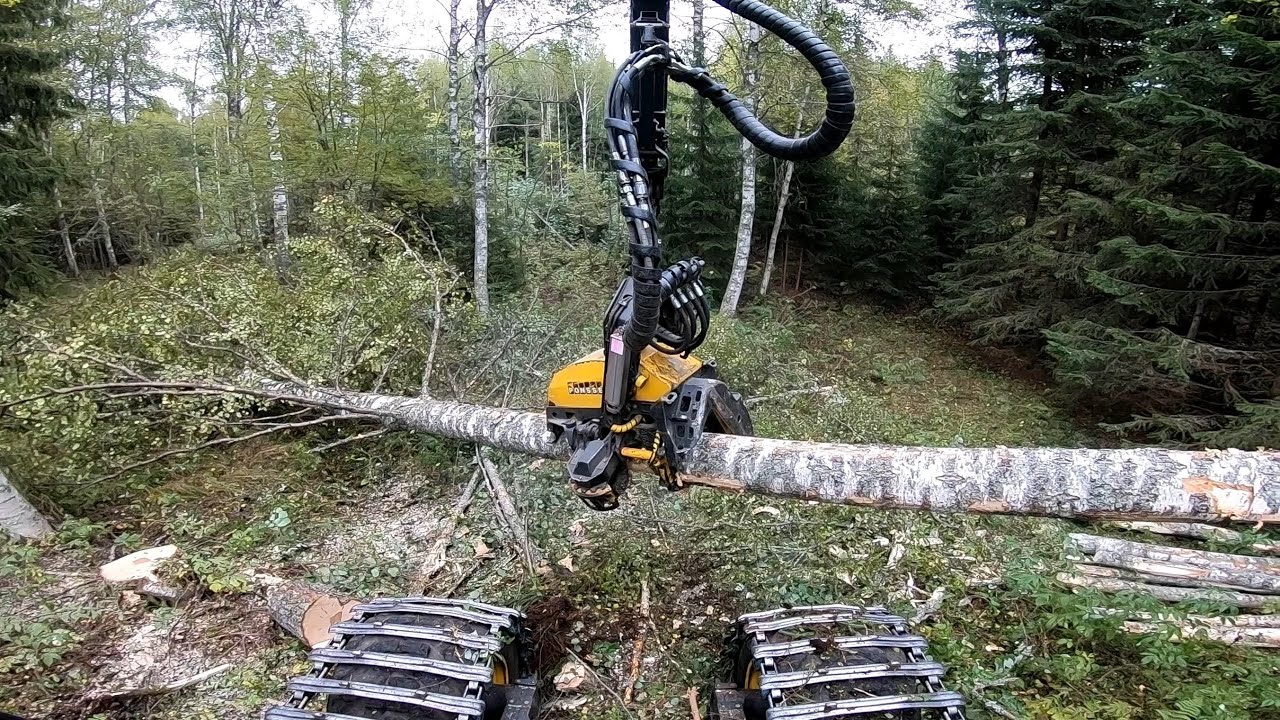 Vanha video 2 vuoden takaa. Koivujen tekoa avohakkuulla. Ponsse Scorpion King H7.