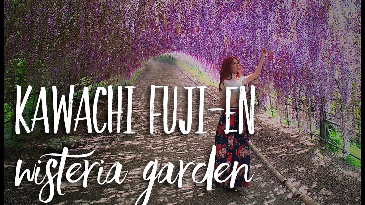 Kawachi Fujien Garden | Wisteria Tunnel | JAPAN | Bianca Valerio