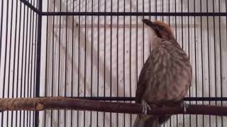 JOOOSSSHHHH.....!!! Burung Cucak Rowo Jantan Gacor Suara Lantang ROPEL