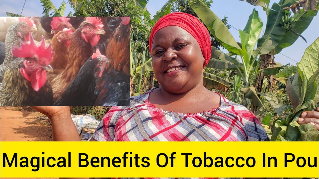 is tobacco a natural dewormer Stop Buying Expensive Medicines, Discover The Natural Medicine In Tobacco  For Chickens 🐔