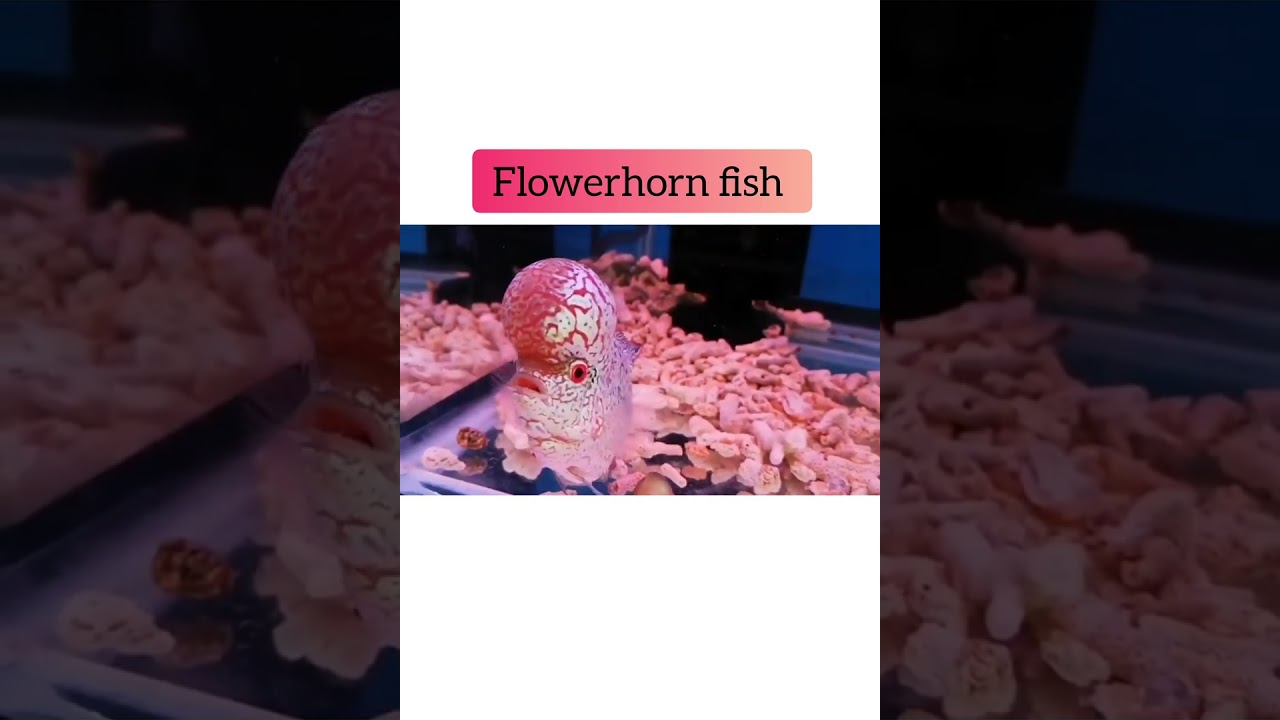 #flowerhorn, #fish, #aquarium, #aquarium uascape, #aquariumhobby, #fishlover, #ikanhias, #shorts.
