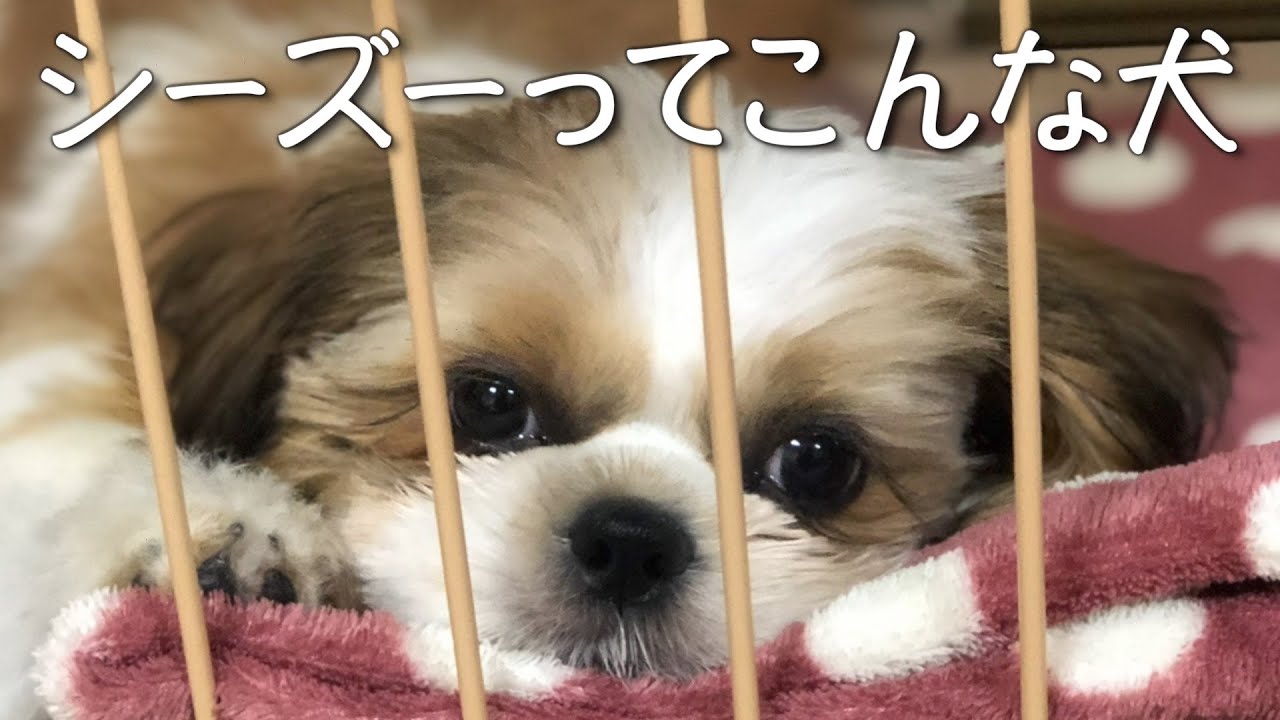 シーズーを飼って良かった事や大変な事、全てお伝えします！！！#シーズー #犬 #시추 #dog #강아지 #犬のいる生活 #犬を飼う