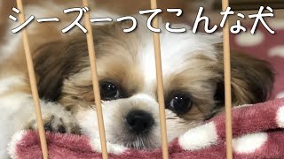 シーズーを飼って良かった事や大変な事、全てお伝えします#シーズー #犬 #시추 #dog #강아지 #犬のいる生活 #犬を飼う